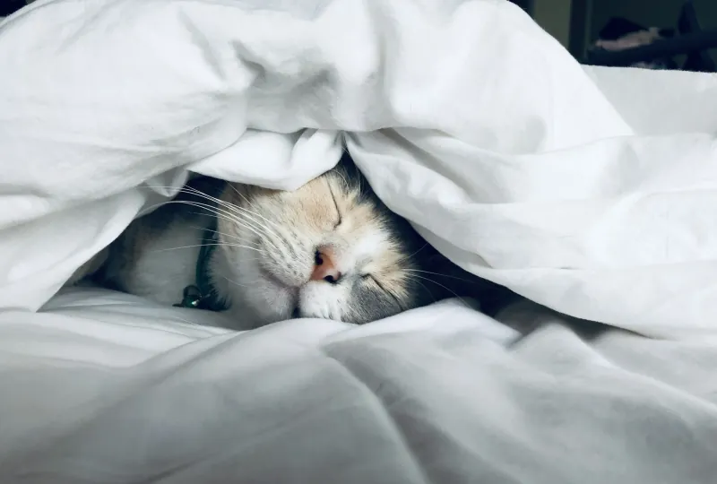 Cat asleep with its face peeping out from under a white duvet