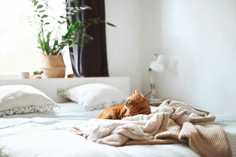 Ginger cat resting on a knitted throw on a white bed in a bright bedroom