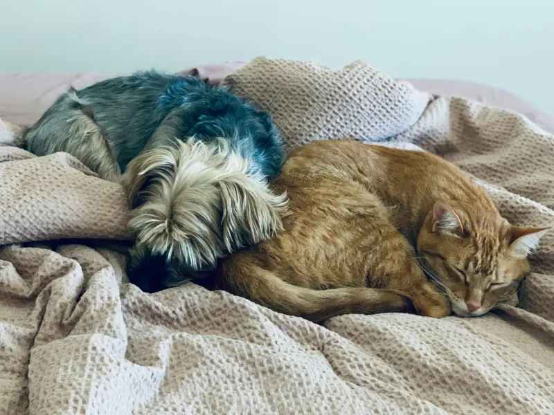 Small terrier and ginger cat asleep, curled together on an oatmeal waffle blanket