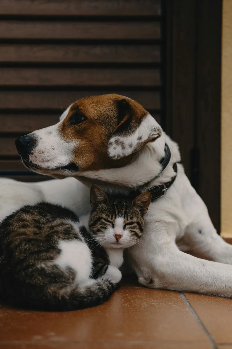 Jack Russell-type dog resting on a tiled floor with a tabby kitten snuggled under its chin