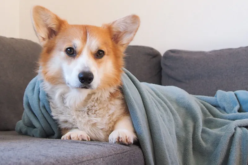 Corgi tucked under a sage-green fleece throw on a grey sofa, looking at the camera