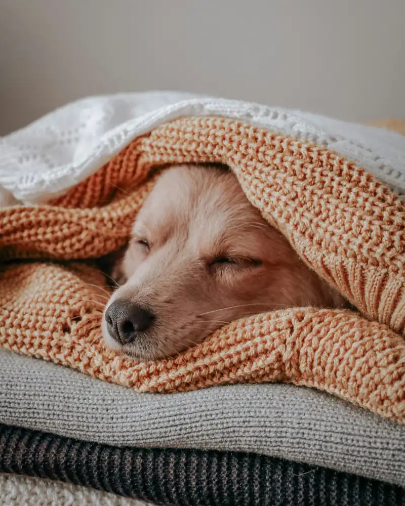 Golden dog asleep under a terracotta knitted blanket on a stack of folded jumpers