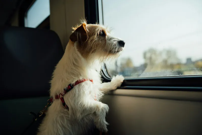 Small rough-coated terrier in a red harness looking out of a train window
