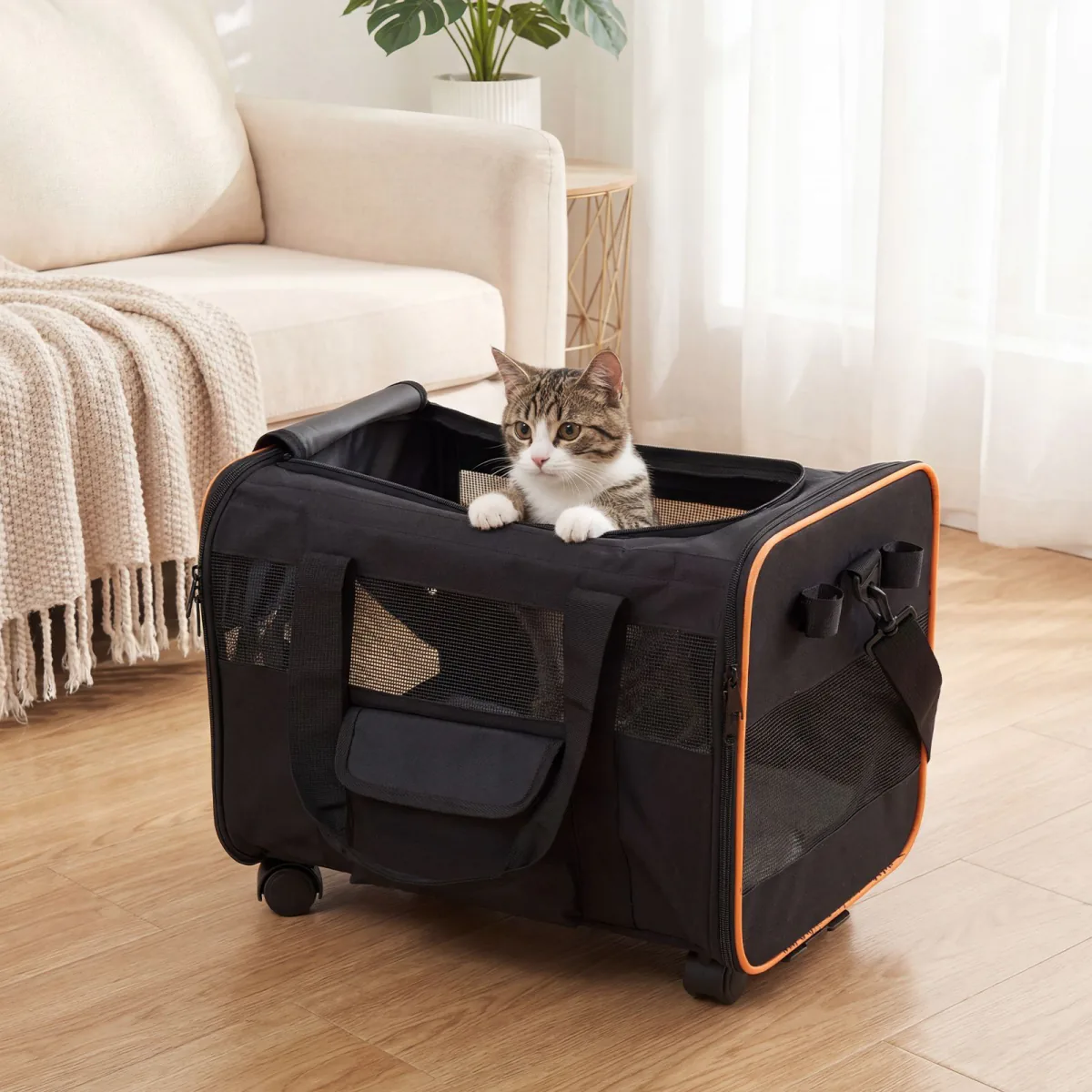 Tabby cat looking out of the open top of the carrier in a living room